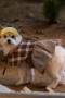 A Good Day to be a Dog Season 1 Episode 5