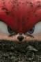 Knuckles Season 1 Episode 1 Knuckles Season 1 Episode 1